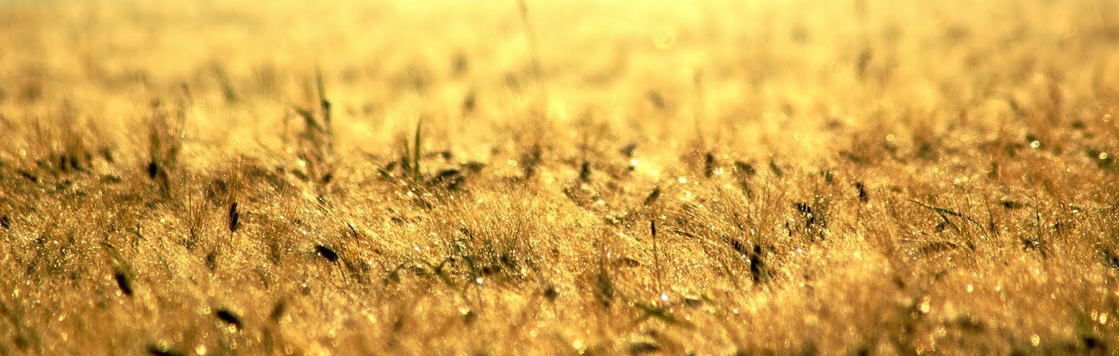 Why You Don’t Have More Volunteers